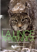 La lince appenninica